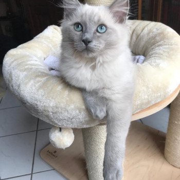 Elevage Ragdoll LOOF chaton aux yeux bleus disponible à l’adoption - Bleu Mink - Champs-sur-Marne - Île de France - Seine et Marne - département 77