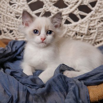 Elevage Ragdoll LOOF chaton aux yeux bleus disponible à l’adoption - Bleu Bicolore - Versailles - Île de France - Région Parisienne - département 78