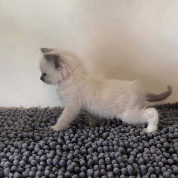 Elevage Ragdoll LOOF chaton aux yeux bleus disponible à l’adoption - Bleu Mitted - Eaubonne - Île de France - Région Parisienne - Val d’Oise - département 95