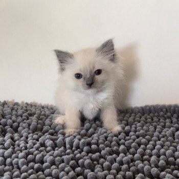 Elevage Ragdoll LOOF chaton aux yeux bleus disponible à l’adoption - Bleu Mitted - Eaubonne - Île de France - Région Parisienne - Val d’Oise - département 95