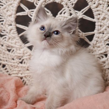 Elevage Ragdoll LOOF chaton aux yeux bleus disponible à l’adoption - Bleu Mitted - Eaubonne - Île de France - Région Parisienne - Val d’Oise - département 95