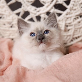 Elevage Ragdoll LOOF chaton aux yeux bleus disponible à l’adoption - Bleu Mitted - Eaubonne - Île de France - Région Parisienne - Val d’Oise - département 95