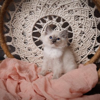 Elevage Ragdoll LOOF chaton aux yeux bleus disponible à l’adoption - Bleu Mitted - Eaubonne - Île de France - Région Parisienne - Val d’Oise - département 95