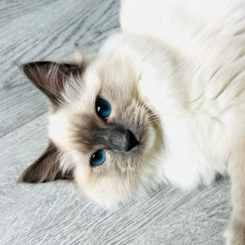 Elevage Ragdoll LOOF chaton aux yeux bleus disponible à l’adoption - Bleu Mitted - Eaubonne - Île de France - Région Parisienne - Val d’Oise - département 95