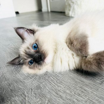 Elevage Ragdoll LOOF chaton aux yeux bleus disponible à l’adoption - Bleu Mitted - Eaubonne - Île de France - Région Parisienne - Val d’Oise - département 95