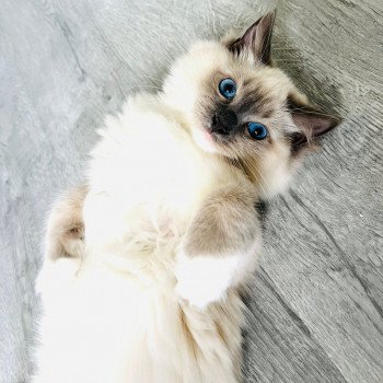 Elevage Ragdoll LOOF chaton aux yeux bleus disponible à l’adoption - Bleu Mitted - Eaubonne - Île de France - Région Parisienne - Val d’Oise - département 95