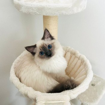 Elevage Ragdoll LOOF chaton aux yeux bleus disponible à l’adoption - Bleu Mitted - Eaubonne - Île de France - Région Parisienne - Val d’Oise - département 95