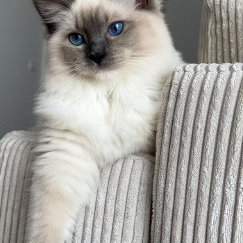 Elevage Ragdoll LOOF chaton aux yeux bleus disponible à l’adoption - Bleu Mitted - Eaubonne - Île de France - Région Parisienne - Val d’Oise - département 95