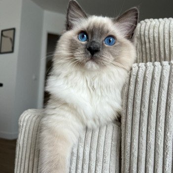 Elevage Ragdoll LOOF chaton aux yeux bleus disponible à l’adoption - Bleu Mitted - Eaubonne - Île de France - Région Parisienne - Val d’Oise - département 95