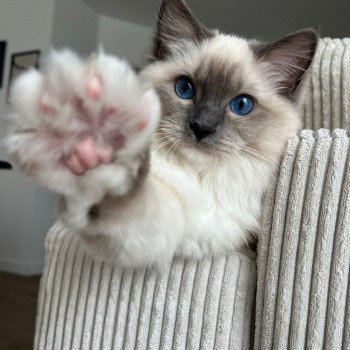 Elevage Ragdoll LOOF chaton aux yeux bleus disponible à l’adoption - Bleu Mitted - Eaubonne - Île de France - Région Parisienne - Val d’Oise - département 95