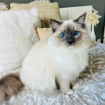 Elevage Ragdoll LOOF chaton aux yeux bleus disponible à l’adoption - Bleu Mitted - Eaubonne - Île de France - Région Parisienne - Val d’Oise - département 95