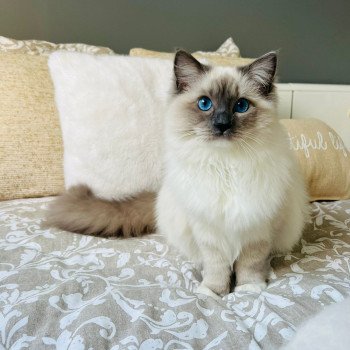 Elevage Ragdoll LOOF chaton aux yeux bleus disponible à l’adoption - Bleu Mitted - Eaubonne - Île de France - Région Parisienne - Val d’Oise - département 95