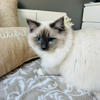 Elevage Ragdoll LOOF chaton aux yeux bleus disponible à l’adoption - Bleu Mitted - Eaubonne - Île de France - Région Parisienne - Val d’Oise - département 95