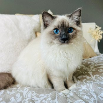 Elevage Ragdoll LOOF chaton aux yeux bleus disponible à l’adoption - Bleu Mitted - Eaubonne - Île de France - Région Parisienne - Val d’Oise - département 95