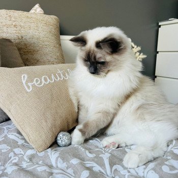 Elevage Ragdoll LOOF chaton aux yeux bleus disponible à l’adoption - Bleu Mitted - Eaubonne - Île de France - Région Parisienne - Val d’Oise - département 95