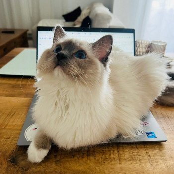 Elevage Ragdoll LOOF chaton aux yeux bleus disponible à l’adoption - Bleu Mitted - Eaubonne - Île de France - Région Parisienne - Val d’Oise - département 95