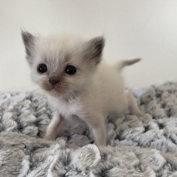 Elevage Ragdoll LOOF chaton aux yeux bleus disponible à l’adoption - Bleu Mitted - Boulognne-Billancourt - Île de France - Région Parisienne - Haut-de-Seine - département 92