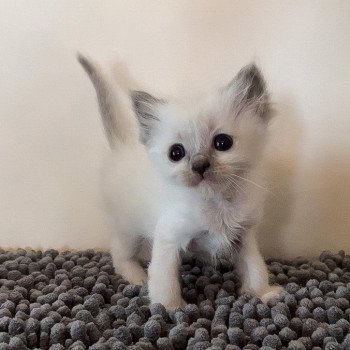 Elevage Ragdoll LOOF chaton aux yeux bleus disponible à l’adoption - Bleu Mitted - Boulognne-Billancourt - Île de France - Région Parisienne - Haut-de-Seine - département 92