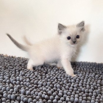 Elevage Ragdoll LOOF chaton aux yeux bleus disponible à l’adoption - Bleu Mitted - Boulognne-Billancourt - Île de France - Région Parisienne - Haut-de-Seine - département 92