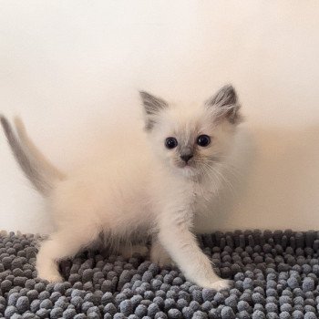 Elevage Ragdoll LOOF chaton aux yeux bleus disponible à l’adoption - Bleu Mitted - Boulognne-Billancourt - Île de France - Région Parisienne - Haut-de-Seine - département 92