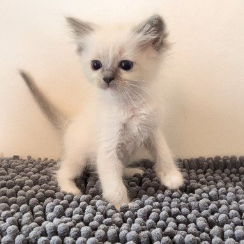 Elevage Ragdoll LOOF chaton aux yeux bleus disponible à l’adoption - Bleu Mitted - Boulognne-Billancourt - Île de France - Région Parisienne - Haut-de-Seine - département 92