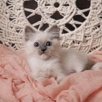 Elevage Ragdoll LOOF chaton aux yeux bleus disponible à l’adoption - Bleu Mitted - Boulognne-Billancourt - Île de France - Région Parisienne - Haut-de-Seine - département 92