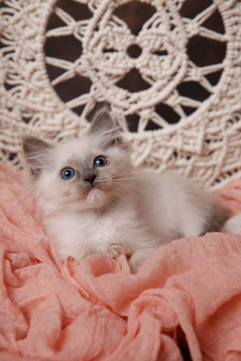 Ulyssia Célestine de Glencoe de l'Arbre aux Chats Femelle Ragdoll