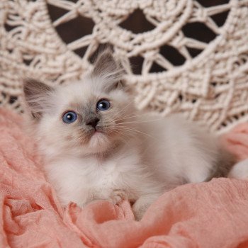 Elevage Ragdoll LOOF chaton aux yeux bleus disponible à l’adoption - Bleu Mitted - Boulognne-Billancourt - Île de France - Région Parisienne - Haut-de-Seine - département 92