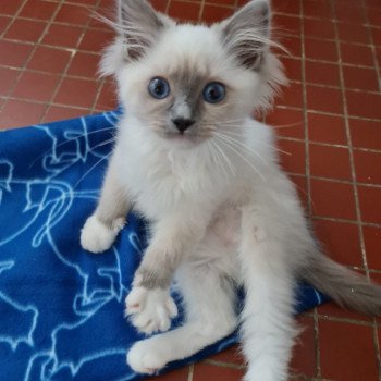 Elevage Ragdoll LOOF chaton aux yeux bleus disponible à l’adoption - Bleu Mitted - Boulognne-Billancourt - Île de France - Région Parisienne - Haut-de-Seine - département 92