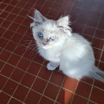 Elevage Ragdoll LOOF chaton aux yeux bleus disponible à l’adoption - Bleu Mitted - Boulognne-Billancourt - Île de France - Région Parisienne - Haut-de-Seine - département 92