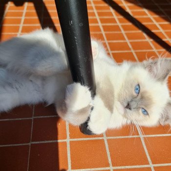 Elevage Ragdoll LOOF chaton aux yeux bleus disponible à l’adoption - Bleu Mitted - Boulognne-Billancourt - Île de France - Région Parisienne - Haut-de-Seine - département 92