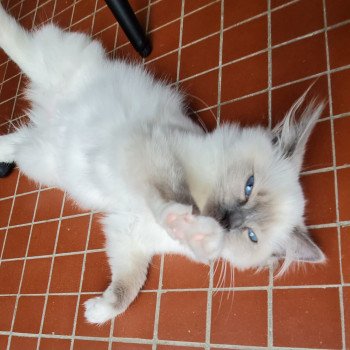 chaton Ragdoll blue point mitted Ulyssia Célestine de Glencoe L'Arbre aux Chats