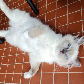 Elevage Ragdoll LOOF chaton aux yeux bleus disponible à l’adoption - Bleu Mitted - Boulognne-Billancourt - Île de France - Région Parisienne - Haut-de-Seine - département 92