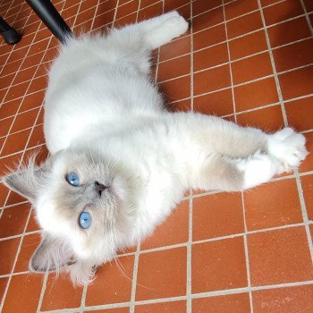 Elevage Ragdoll LOOF chaton aux yeux bleus disponible à l’adoption - Bleu Mitted - Boulognne-Billancourt - Île de France - Région Parisienne - Haut-de-Seine - département 92