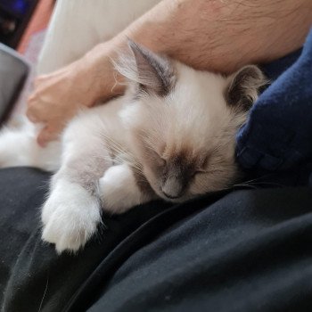 Elevage Ragdoll LOOF chaton aux yeux bleus disponible à l’adoption - Bleu Mitted - Boulognne-Billancourt - Île de France - Région Parisienne - Haut-de-Seine - département 92