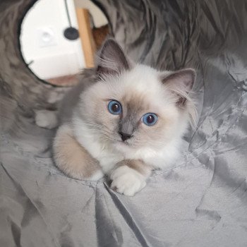 Elevage Ragdoll LOOF chaton aux yeux bleus disponible à l’adoption - Bleu Mitted - Boulognne-Billancourt - Île de France - Région Parisienne - Haut-de-Seine - département 92