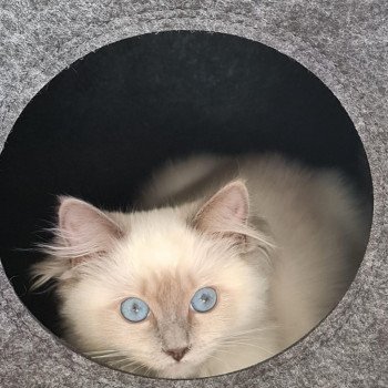 Elevage Ragdoll LOOF chaton aux yeux bleus disponible à l’adoption - Bleu Mitted - Boulognne-Billancourt - Île de France - Région Parisienne - Haut-de-Seine - département 92