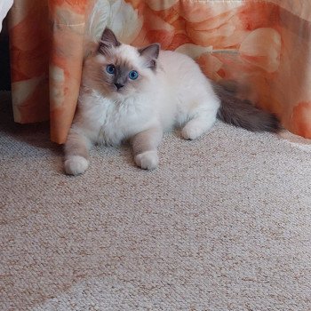 Elevage Ragdoll LOOF chaton aux yeux bleus disponible à l’adoption - Bleu Mitted - Boulognne-Billancourt - Île de France - Région Parisienne - Haut-de-Seine - département 92