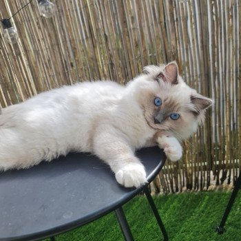 Elevage Ragdoll LOOF chaton aux yeux bleus disponible à l’adoption - Bleu Mitted - Boulognne-Billancourt - Île de France - Région Parisienne - Haut-de-Seine - département 92