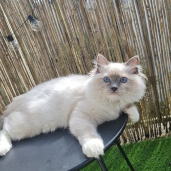 Elevage Ragdoll LOOF chaton aux yeux bleus disponible à l’adoption - Bleu Mitted - Boulognne-Billancourt - Île de France - Région Parisienne - Haut-de-Seine - département 92