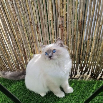 Elevage Ragdoll LOOF chaton aux yeux bleus disponible à l’adoption - Bleu Mitted - Boulognne-Billancourt - Île de France - Région Parisienne - Haut-de-Seine - département 92