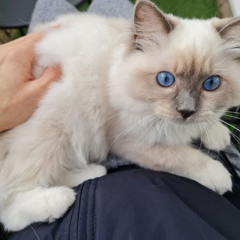 Elevage Ragdoll LOOF chaton aux yeux bleus disponible à l’adoption - Bleu Mitted - Boulognne-Billancourt - Île de France - Région Parisienne - Haut-de-Seine - département 92