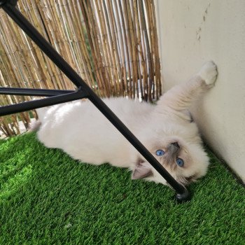 Elevage Ragdoll LOOF chaton aux yeux bleus disponible à l’adoption - Bleu Mitted - Boulognne-Billancourt - Île de France - Région Parisienne - Haut-de-Seine - département 92