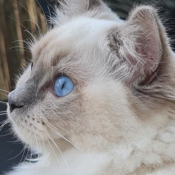 Elevage Ragdoll LOOF chaton aux yeux bleus disponible à l’adoption - Bleu Mitted - Boulognne-Billancourt - Île de France - Région Parisienne - Haut-de-Seine - département 92