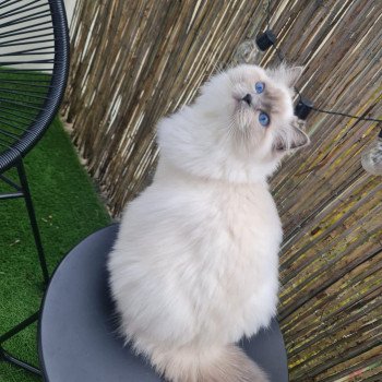 Elevage Ragdoll LOOF chaton aux yeux bleus disponible à l’adoption - Bleu point Mitted - Boulognne-Billancourt - Ile de France - Région Parisienne - Haut-de-Seine - département 92