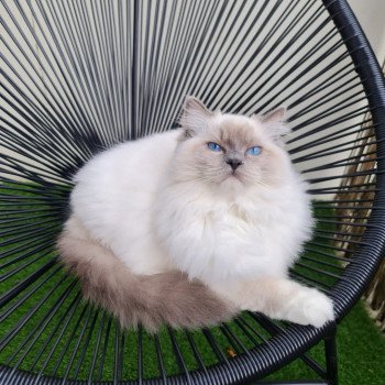 Elevage Ragdoll LOOF chaton aux yeux bleus disponible à l’adoption - Bleu point Mitted - Boulognne-Billancourt - Ile de France - Région Parisienne - Haut-de-Seine - département 92