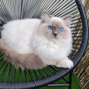 Elevage Ragdoll LOOF chaton aux yeux bleus disponible à l’adoption - Bleu point Mitted - Boulognne-Billancourt - Ile de France - Région Parisienne - Haut-de-Seine - département 92