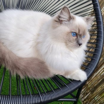 Elevage Ragdoll LOOF chaton aux yeux bleus disponible à l’adoption - Bleu point Mitted - Boulognne-Billancourt - Ile de France - Région Parisienne - Haut-de-Seine - département 92