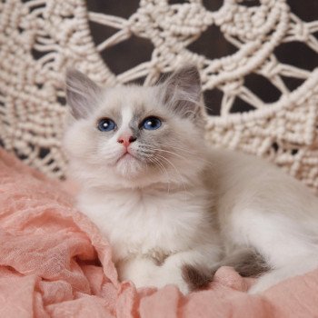 Elevage Ragdoll LOOF chaton aux yeux bleus disponible à l’adoption - Bleu Bicolore - Paris - Île de France - Région Parisienne  - département 75