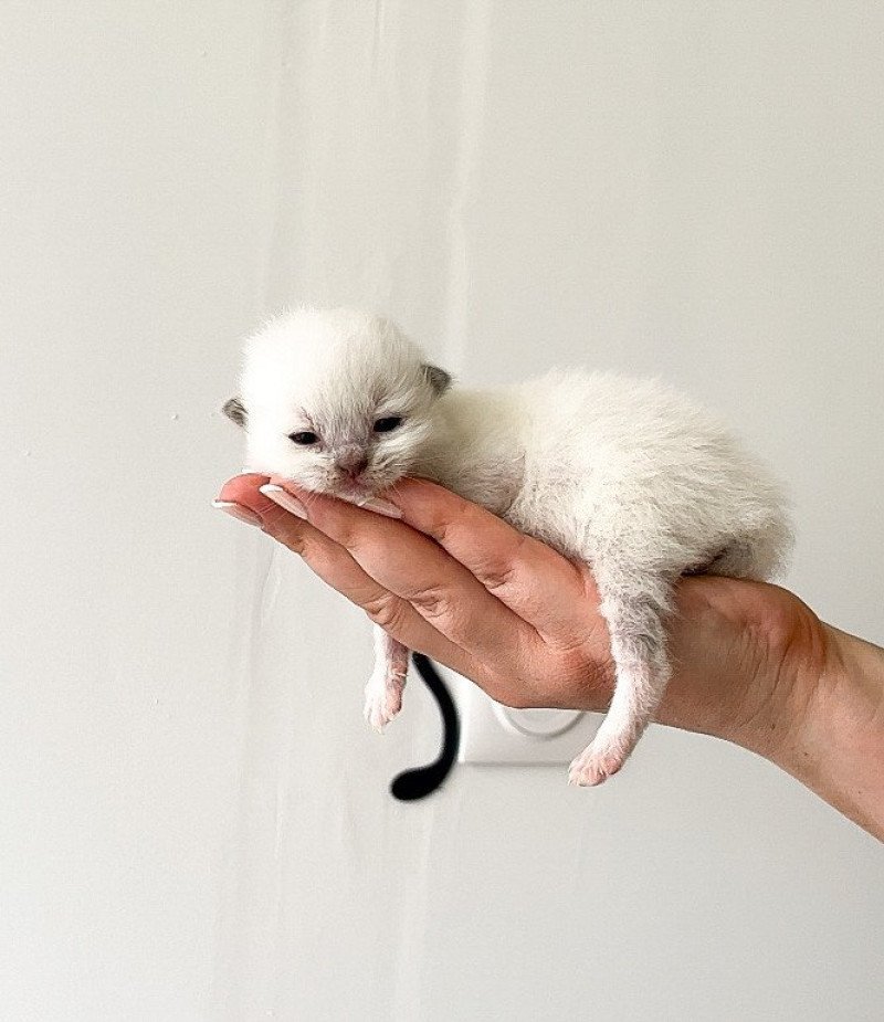 1er chaton (Portée Harmony Cameron) Mâle seal point mitted Collier Orange Chaton...